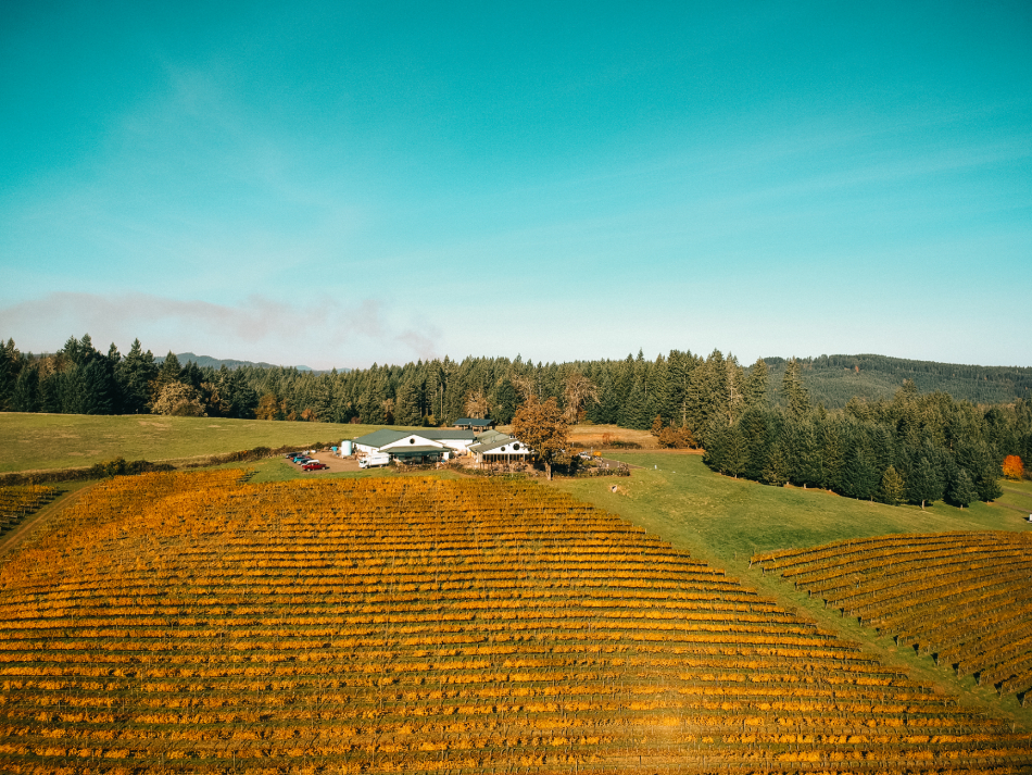 Drone photo of the winery and vineyard in the fall with yellow leaves on the vines.