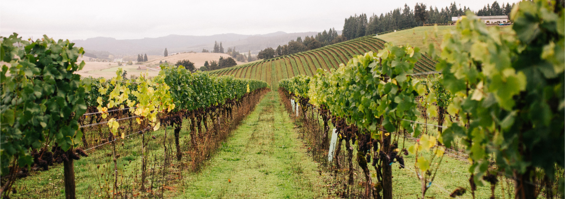 Contact Sweet Cheeks Winery Awardwinning Wines in Eugene, Oregon