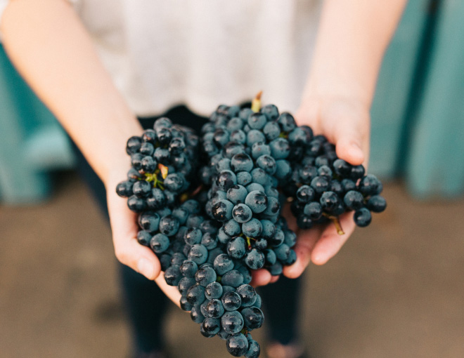 Hands holding three clusters of Pinot Noir grapes.