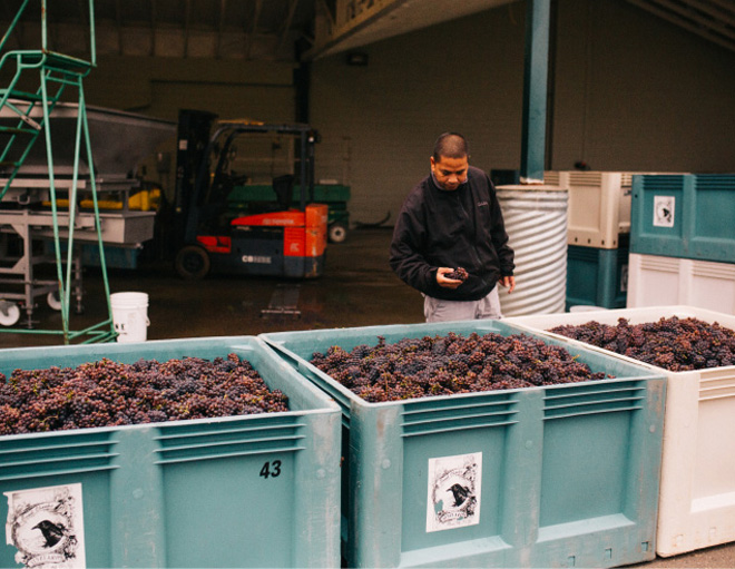 Winemaker, Leo Gabica, looking at bins of Pinot Gris and holding a cluster of grapes.