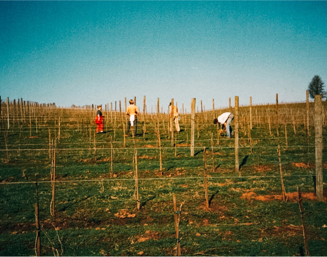 Four people out planting the vineyard.