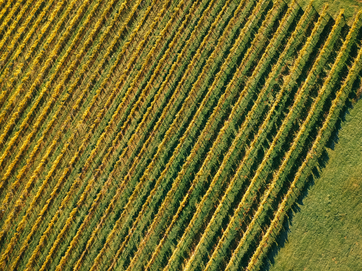 Drone photo looing down on the vineyard at fall with yellow leaves on the vines.