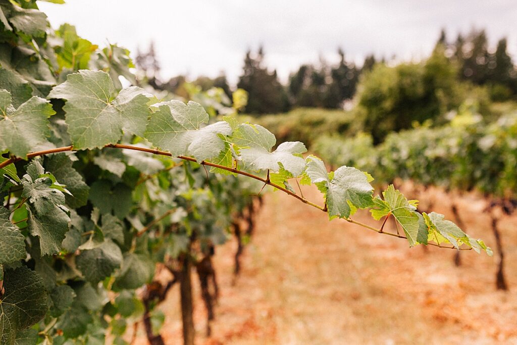 Chardonnay grapes growing at Sweet Cheeks Vineyards